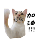 JINNNNNNG-CATS WANNA SAY（個別スタンプ：8）