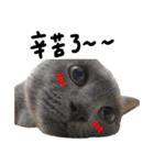 JINNNNNNG-CATS WANNA SAY（個別スタンプ：9）