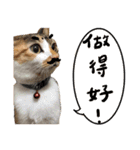 JINNNNNNG-CATS WANNA SAY（個別スタンプ：10）