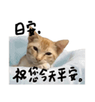 JINNNNNNG-CATS WANNA SAY（個別スタンプ：11）