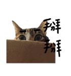 JINNNNNNG-CATS WANNA SAY（個別スタンプ：12）