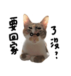 JINNNNNNG-CATS WANNA SAY（個別スタンプ：13）