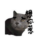 JINNNNNNG-CATS WANNA SAY（個別スタンプ：14）