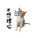 JINNNNNNG-CATS WANNA SAY（個別スタンプ：16）
