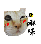 JINNNNNNG-CATS WANNA SAY（個別スタンプ：17）