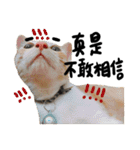 JINNNNNNG-CATS WANNA SAY（個別スタンプ：18）