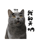 JINNNNNNG-CATS WANNA SAY（個別スタンプ：19）