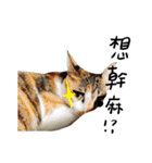JINNNNNNG-CATS WANNA SAY（個別スタンプ：20）