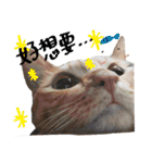 JINNNNNNG-CATS WANNA SAY（個別スタンプ：21）