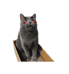 JINNNNNNG-CATS WANNA SAY（個別スタンプ：22）