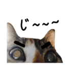 JINNNNNNG-CATS WANNA SAY（個別スタンプ：23）