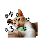 JINNNNNNG-CATS WANNA SAY（個別スタンプ：24）