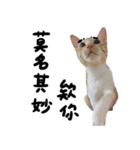 JINNNNNNG-CATS WANNA SAY（個別スタンプ：25）