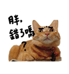 JINNNNNNG-CATS WANNA SAY（個別スタンプ：26）