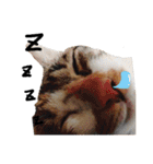 JINNNNNNG-CATS WANNA SAY（個別スタンプ：27）