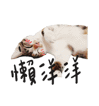 JINNNNNNG-CATS WANNA SAY（個別スタンプ：28）