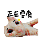 JINNNNNNG-CATS WANNA SAY（個別スタンプ：29）