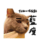 JINNNNNNG-CATS WANNA SAY（個別スタンプ：30）