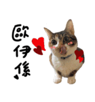 JINNNNNNG-CATS WANNA SAY（個別スタンプ：31）