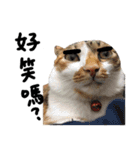 JINNNNNNG-CATS WANNA SAY（個別スタンプ：32）