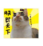 JINNNNNNG-CATS WANNA SAY（個別スタンプ：33）