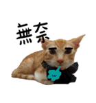 JINNNNNNG-CATS WANNA SAY（個別スタンプ：34）