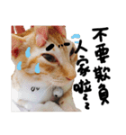 JINNNNNNG-CATS WANNA SAY（個別スタンプ：35）