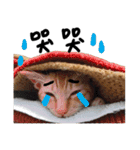 JINNNNNNG-CATS WANNA SAY（個別スタンプ：36）