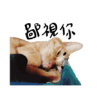 JINNNNNNG-CATS WANNA SAY（個別スタンプ：37）