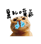 JINNNNNNG-CATS WANNA SAY（個別スタンプ：38）