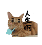 JINNNNNNG-CATS WANNA SAY（個別スタンプ：39）