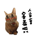 JINNNNNNG-CATS WANNA SAY（個別スタンプ：40）