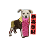 Tang-tang Loves You（個別スタンプ：4）