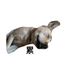 Tang-tang Loves You（個別スタンプ：8）