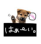 shibadog Maro2（個別スタンプ：3）