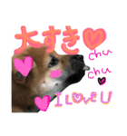 shibadog Maro2（個別スタンプ：6）