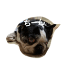 flat nose doggies（個別スタンプ：1）