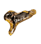 flat nose doggies（個別スタンプ：2）