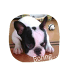 flat nose doggies（個別スタンプ：3）