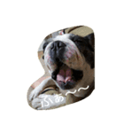 flat nose doggies（個別スタンプ：5）