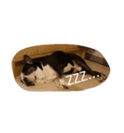 flat nose doggies（個別スタンプ：7）