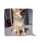 犬のこたろう（個別スタンプ：2）