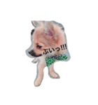 犬のこたろう（個別スタンプ：6）