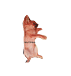 犬のこたろう（個別スタンプ：8）
