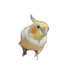 オカメインコのココ（個別スタンプ：1）