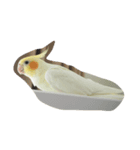 オカメインコのココ（個別スタンプ：2）