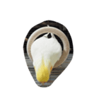 オカメインコのココ（個別スタンプ：3）
