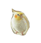 オカメインコのココ（個別スタンプ：5）