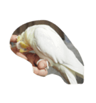 オカメインコのココ（個別スタンプ：6）