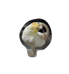オカメインコのココ（個別スタンプ：7）